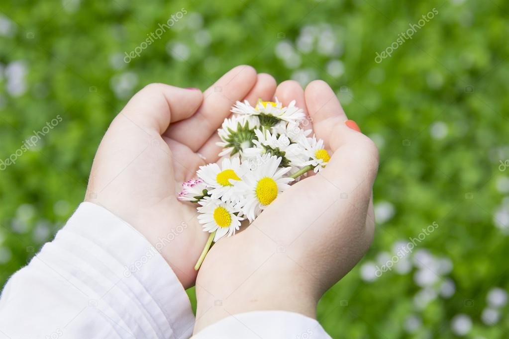 [Resim: depositphotos_43573325-chamomile-flowers...-hands.jpg]
