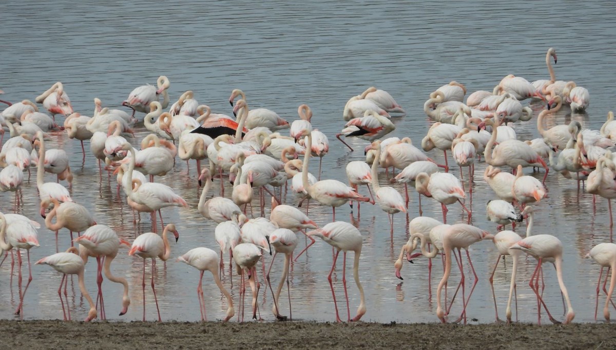 Flamingolar Gelingüllü Barajı'na erken geldi