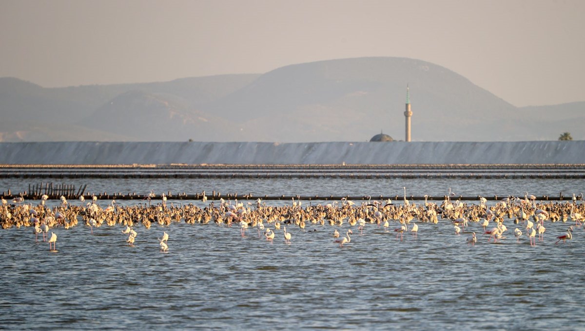 Flamingo adasının yeni sakinleri kıtalar arası uçuşa hazırlanıyor