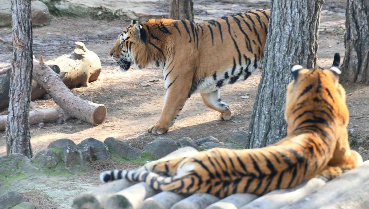 Gaziantep Hayvanat Bahçesi'nin hedefi 6 milyon ziyaretçi