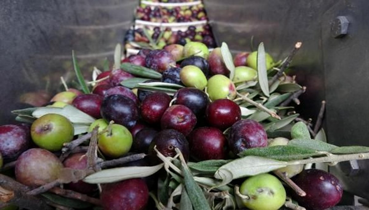 Zeytin üretiminde tüm zamanların rekoru kırıldı