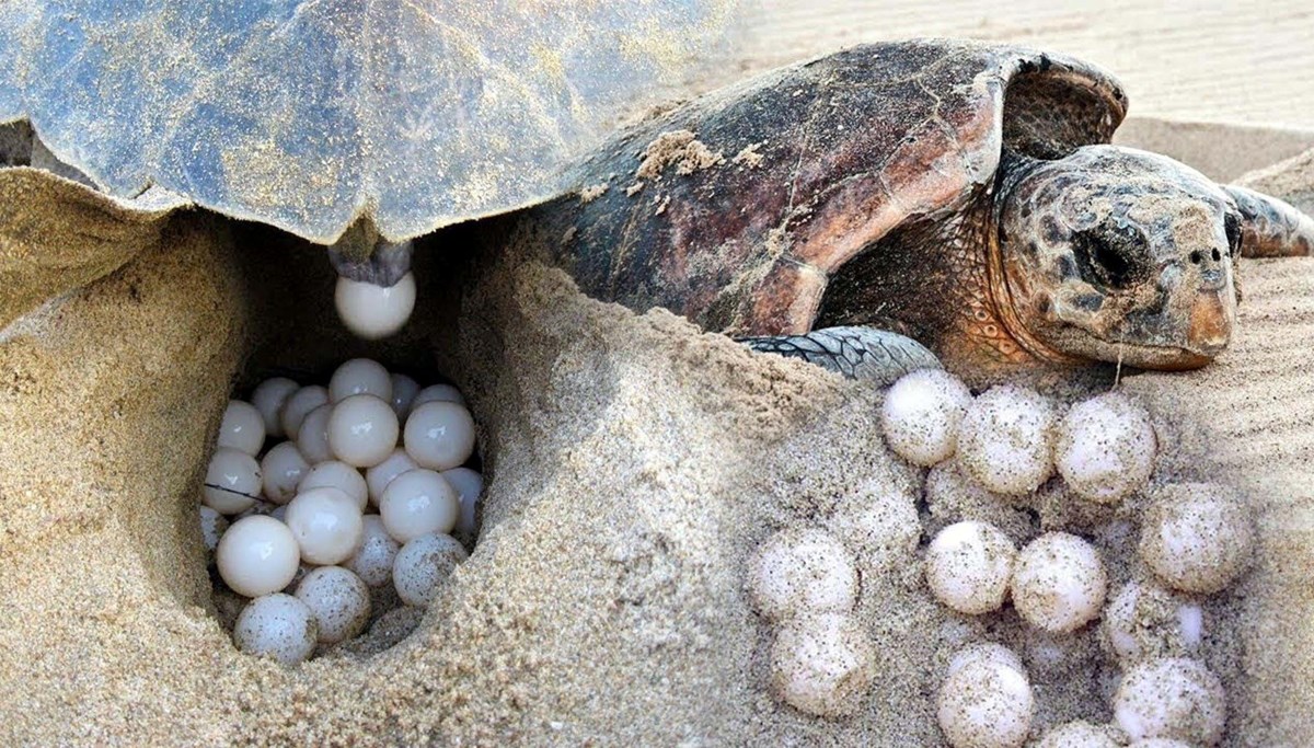 İztuzu Plajı'nda caretta yuva sayısı 700'e ulaştı