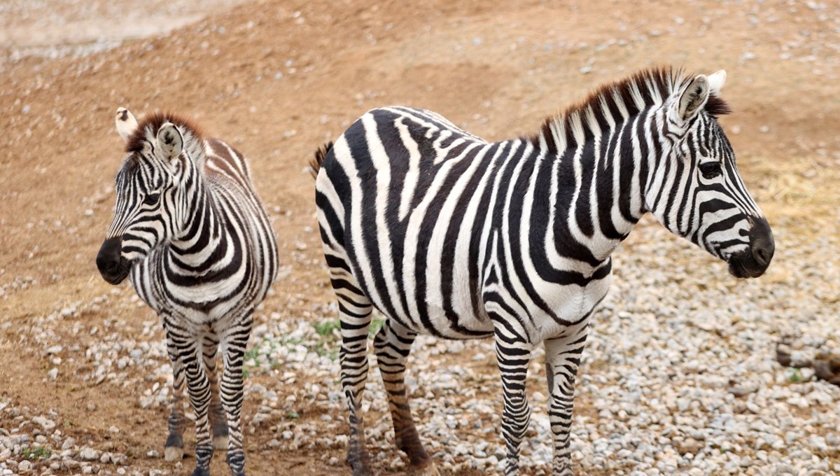 Kayseri'deki hayvanat bahçesi bir yılda 450 bin kişiyi ağırladı
