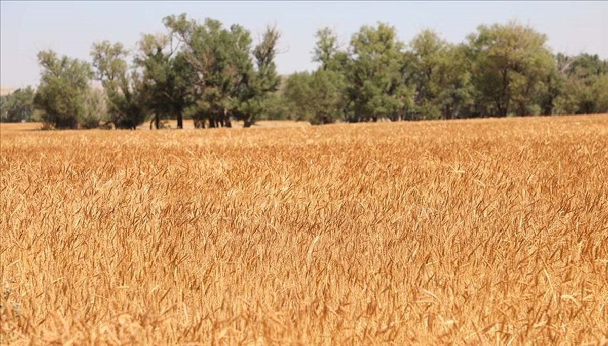 Buğday fiyatları geriledi