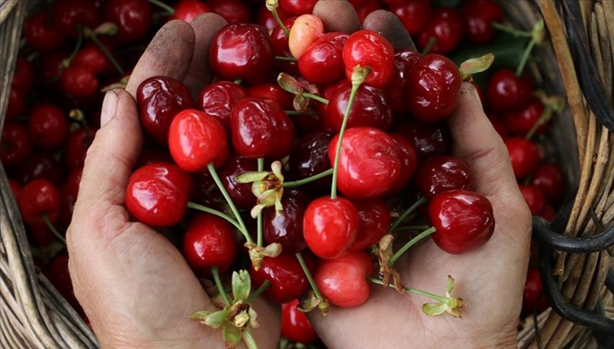 Tekirdağ kirazında hasat başladı