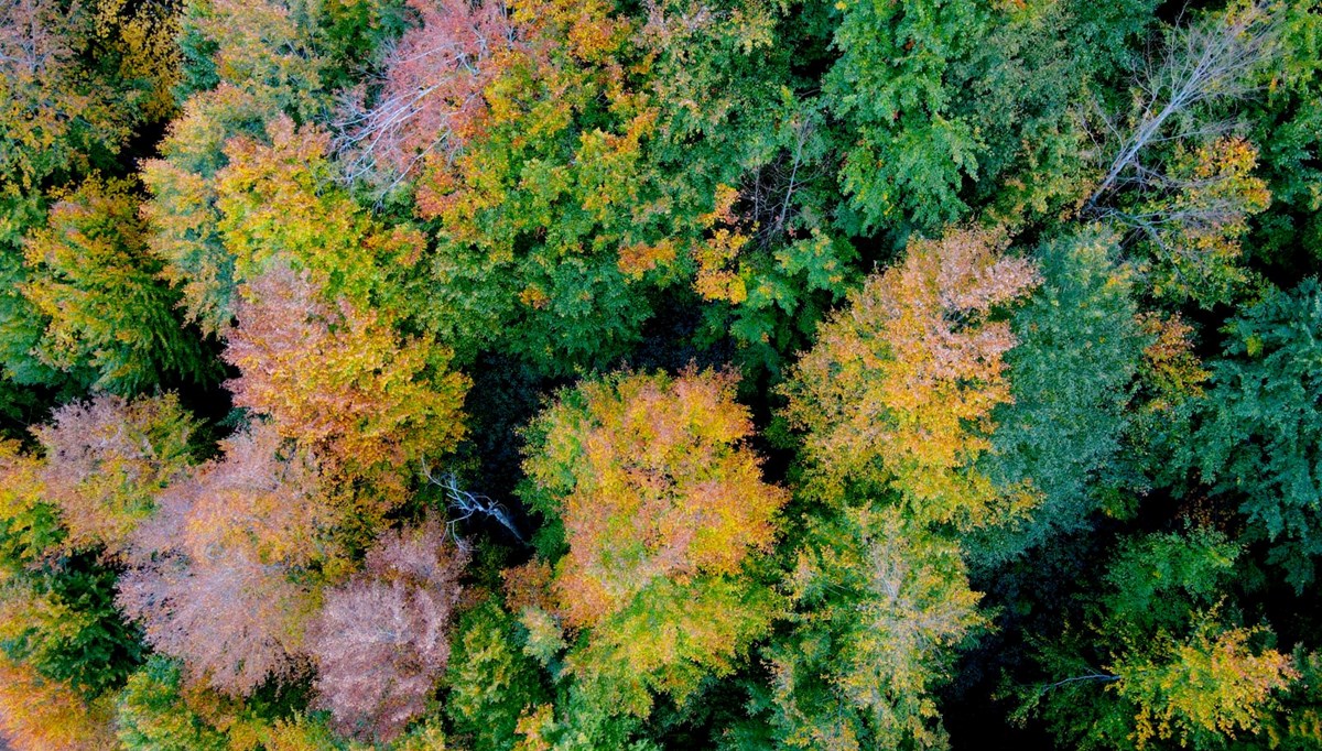 Kastamonu'daki Loç Vadisi'nden sonbahar manzaraları