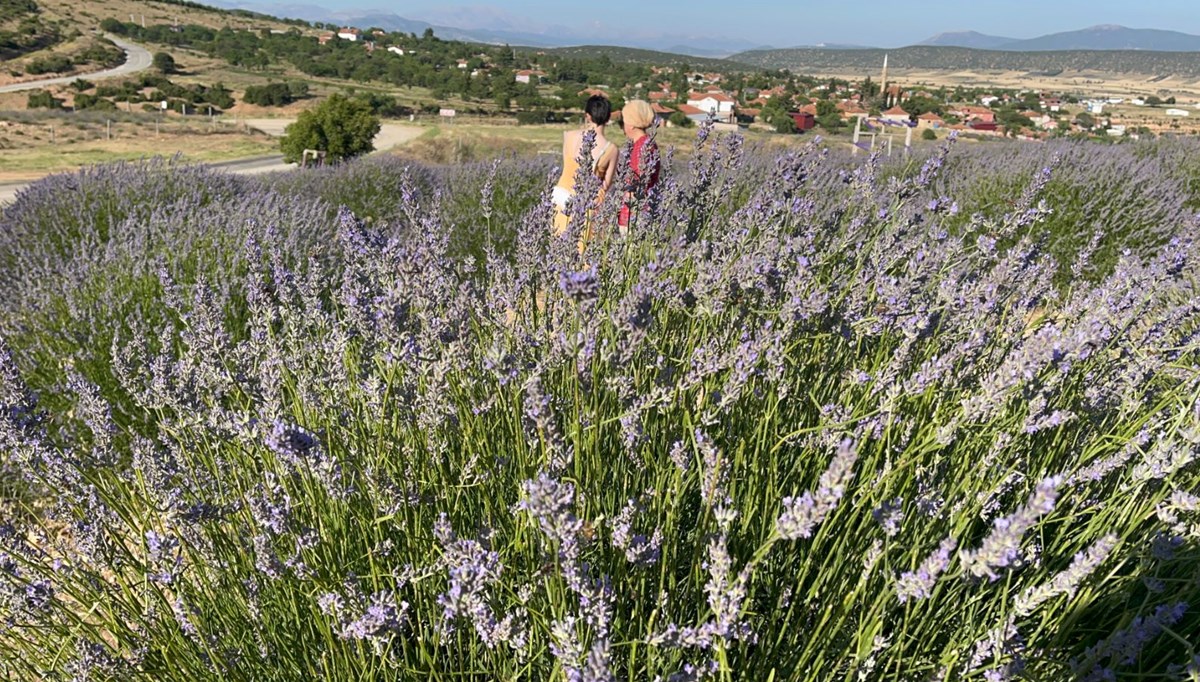 Lavanta festivaline ilk üç günde 100 bin ziyaretçi