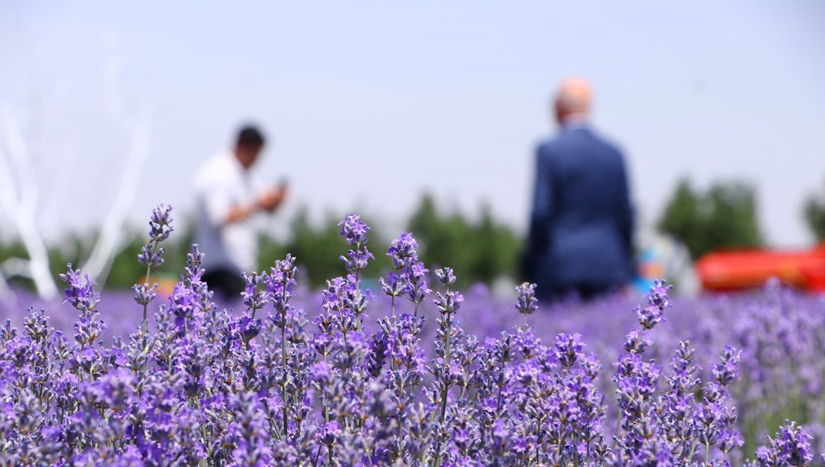 Tekirdağ'ın mor tarlalarında foto safari