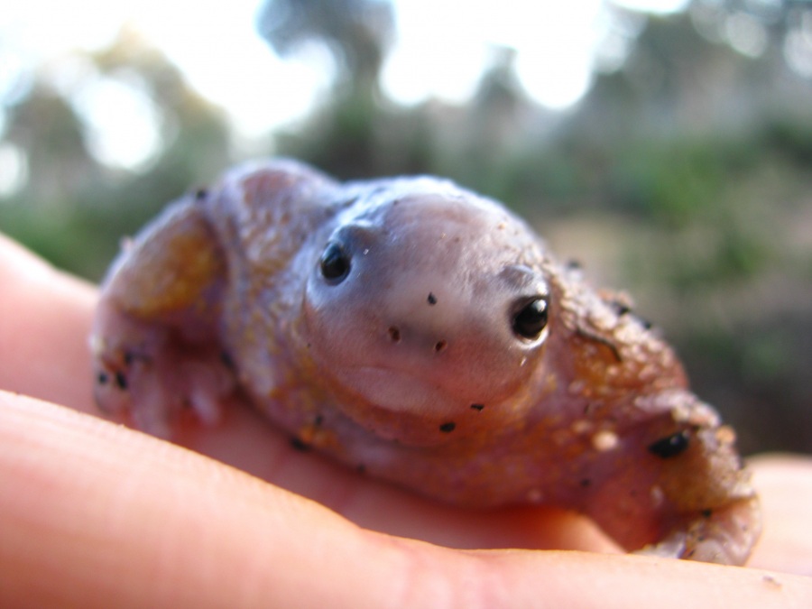 [Resim: turtle-frog-face1.jpg]