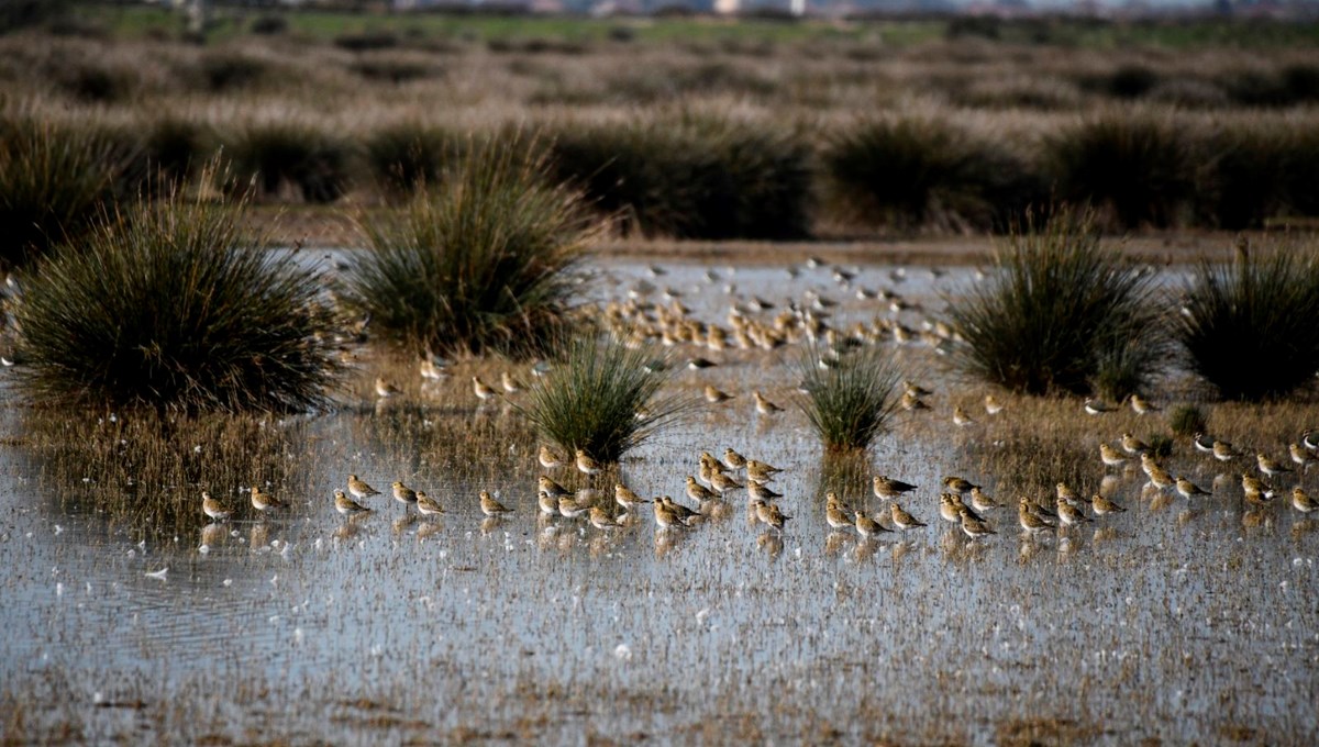 Kızılırmak Deltası Kuş Cenneti'ni 2023'te 100 bin ziyaretçi gezdi