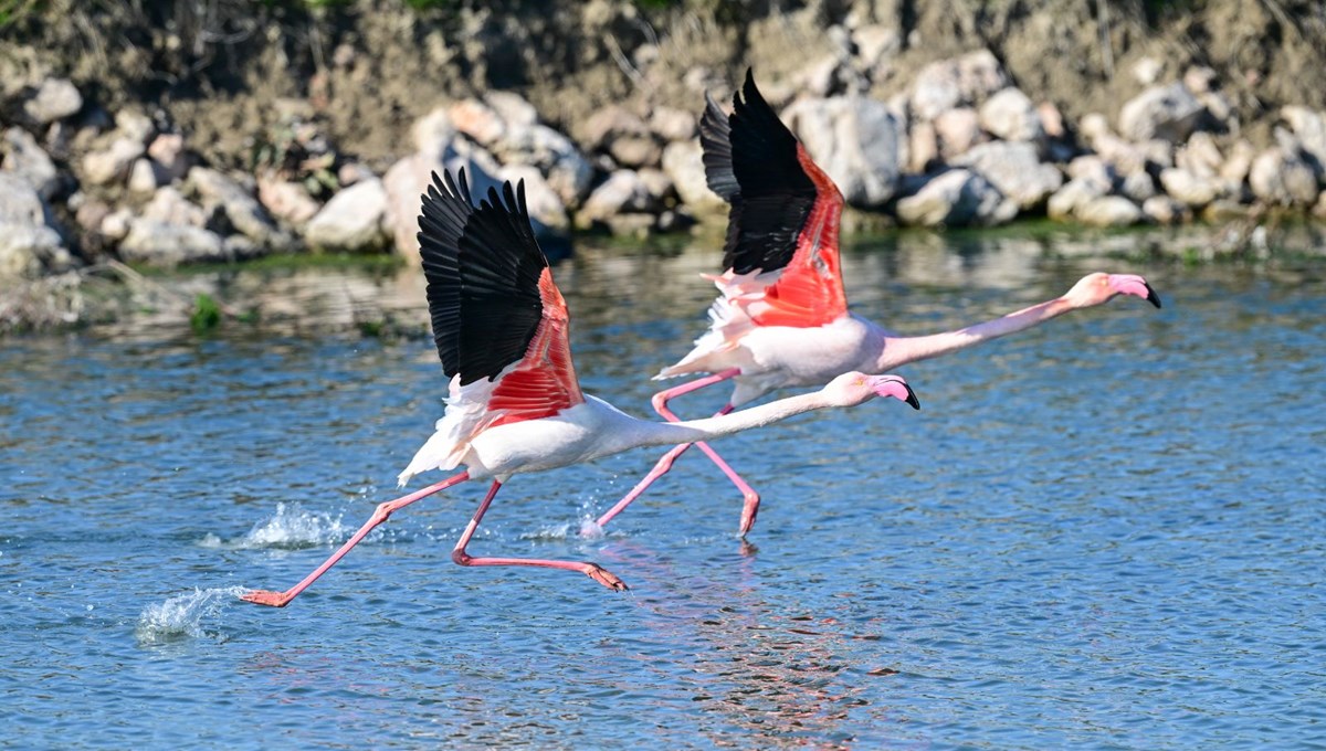İzmir'deki Kuş Cenneti yüzlerce türe ev sahipliği yapıyor